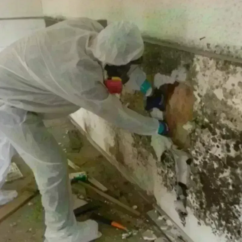 Mold Remediation and Removal in Passaic, NJ